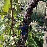 La Spiga D'oro * Pozzo (Arezzo)