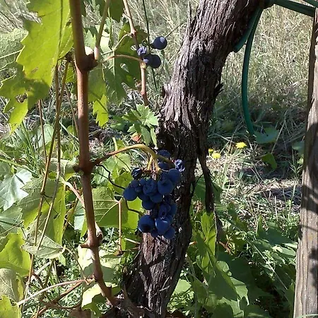 La Spiga D'oro * Pozzo (Arezzo)