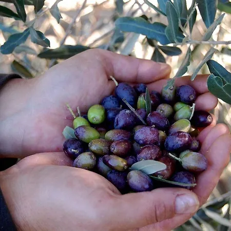 La Spiga D'oro Pozzo (Arezzo)