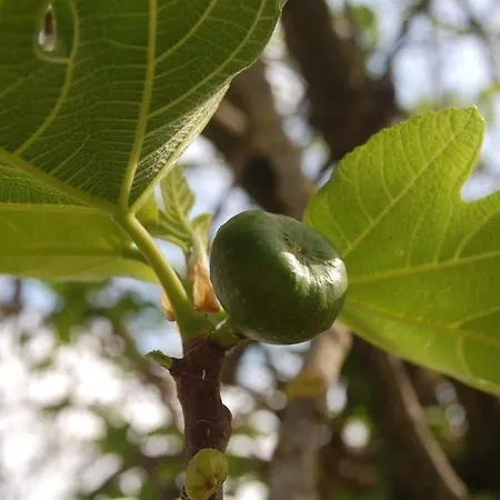 Kır Evi La Spiga D'oro *