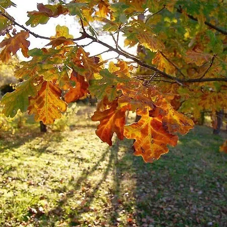 La Spiga D'oro Kır Evi *
